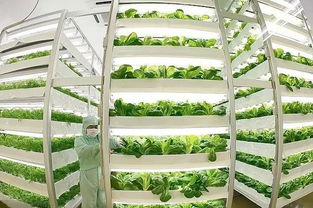 魚菜共生 養魚不換水、種菜不施肥的生態農業新模式