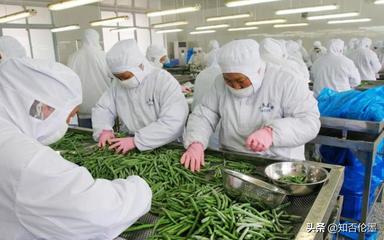 農(nóng)村辦廠新機(jī)遇 精選蔬菜深加工項(xiàng)目，開啟致富快車道