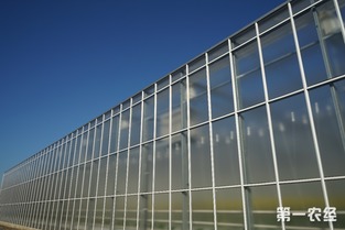 歸園新農(nóng)人 80末“富二代”留學(xué)歸來(lái)，打造歐荷生態(tài)小番茄的綠色夢(mèng)想