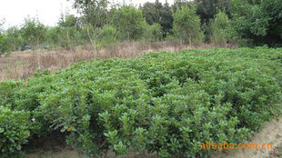 農苗網 一站式綠化苗木采購平臺，海桐球、海棠球工程苗指導價與廠商盡在掌握